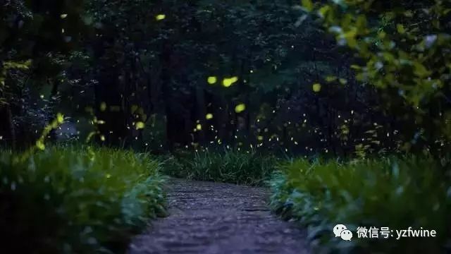 八毛八一只，夏夜里的蝉与家庭的小小收获