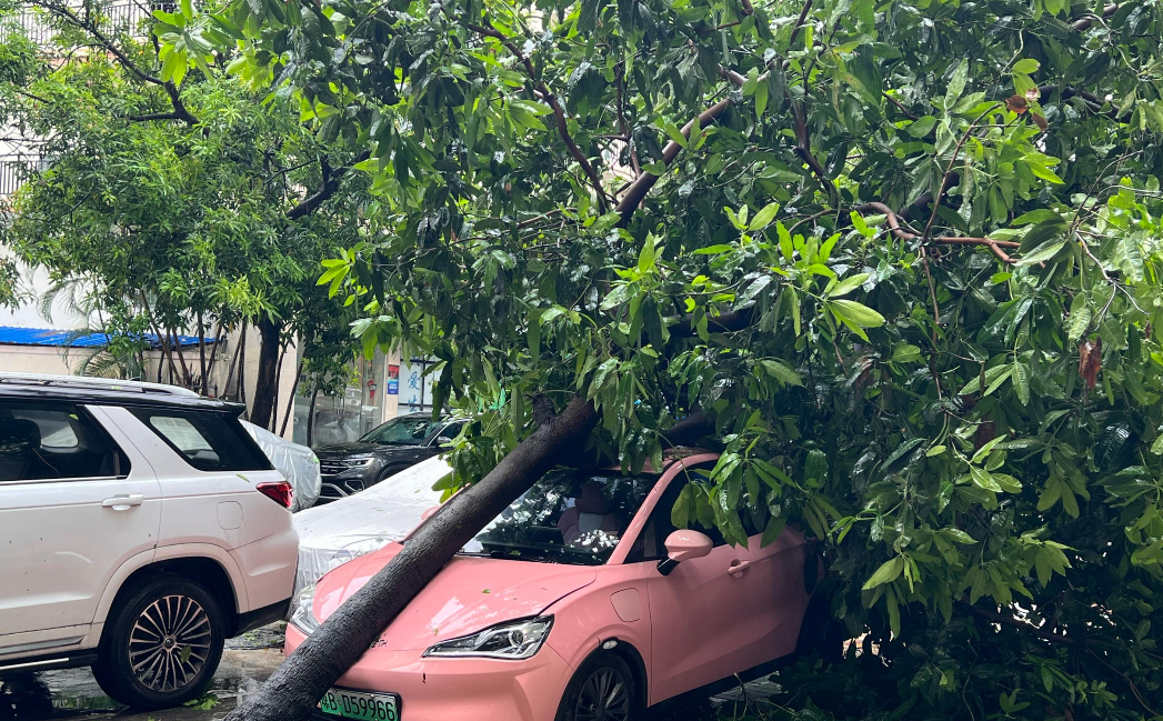 台风无情下的城市警醒，树木倒伏贯穿一行驶车辆的真实故事